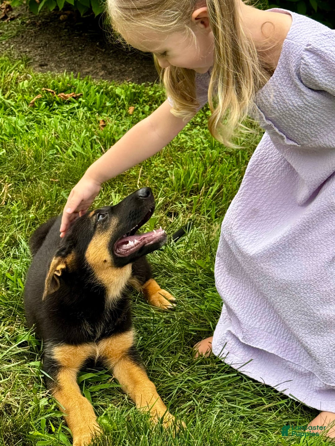German Shepherd dogs for sale: Drama Girl - Image 2