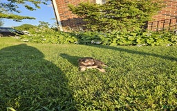 Australian Shepherd dogs for sale: Miss Rotti - Image 3