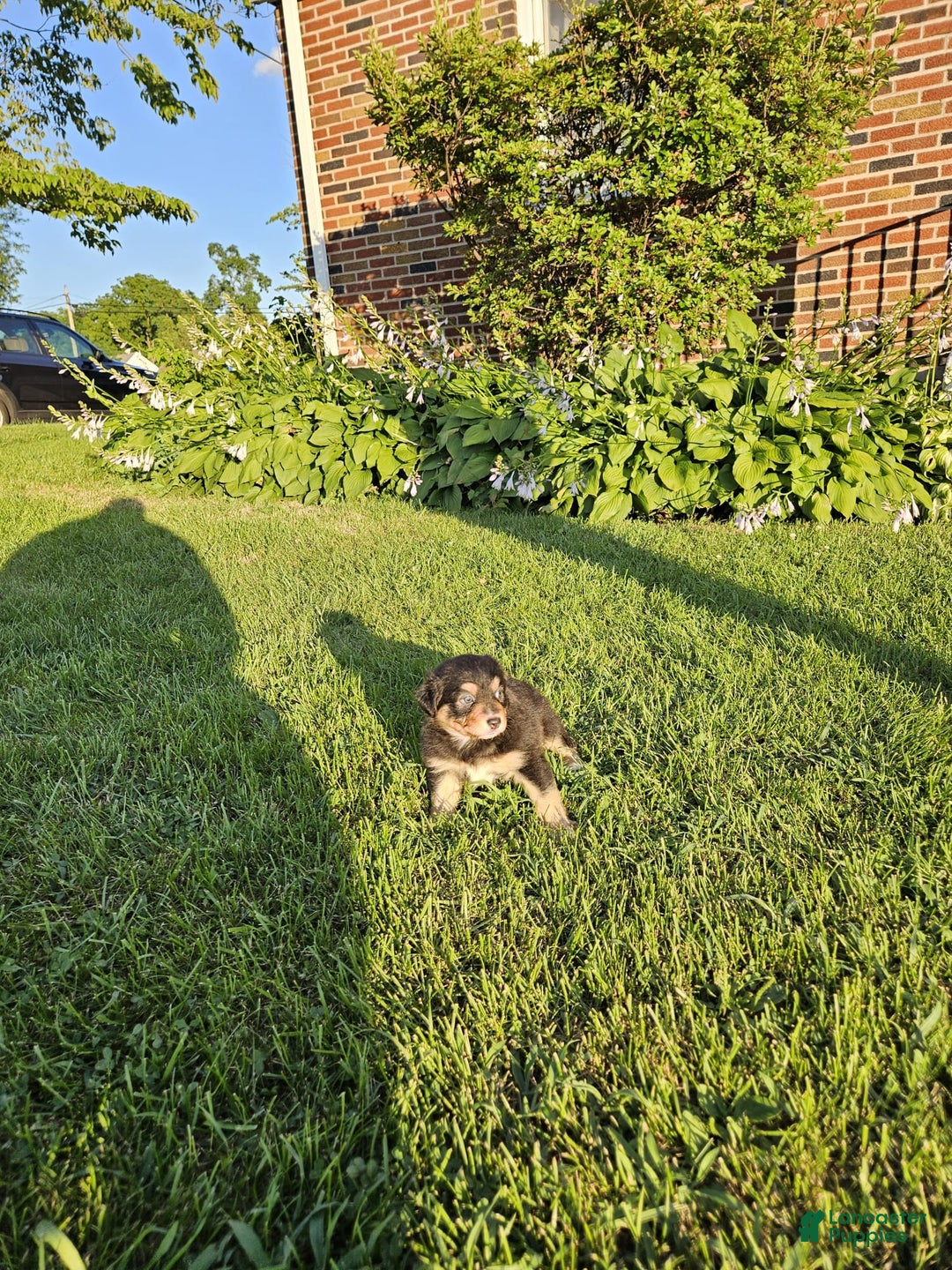 Australian Shepherd dogs for sale: Miss Rotti - Image 3
