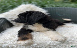 Bernedoodle dogs for sale: Chance - Image 7