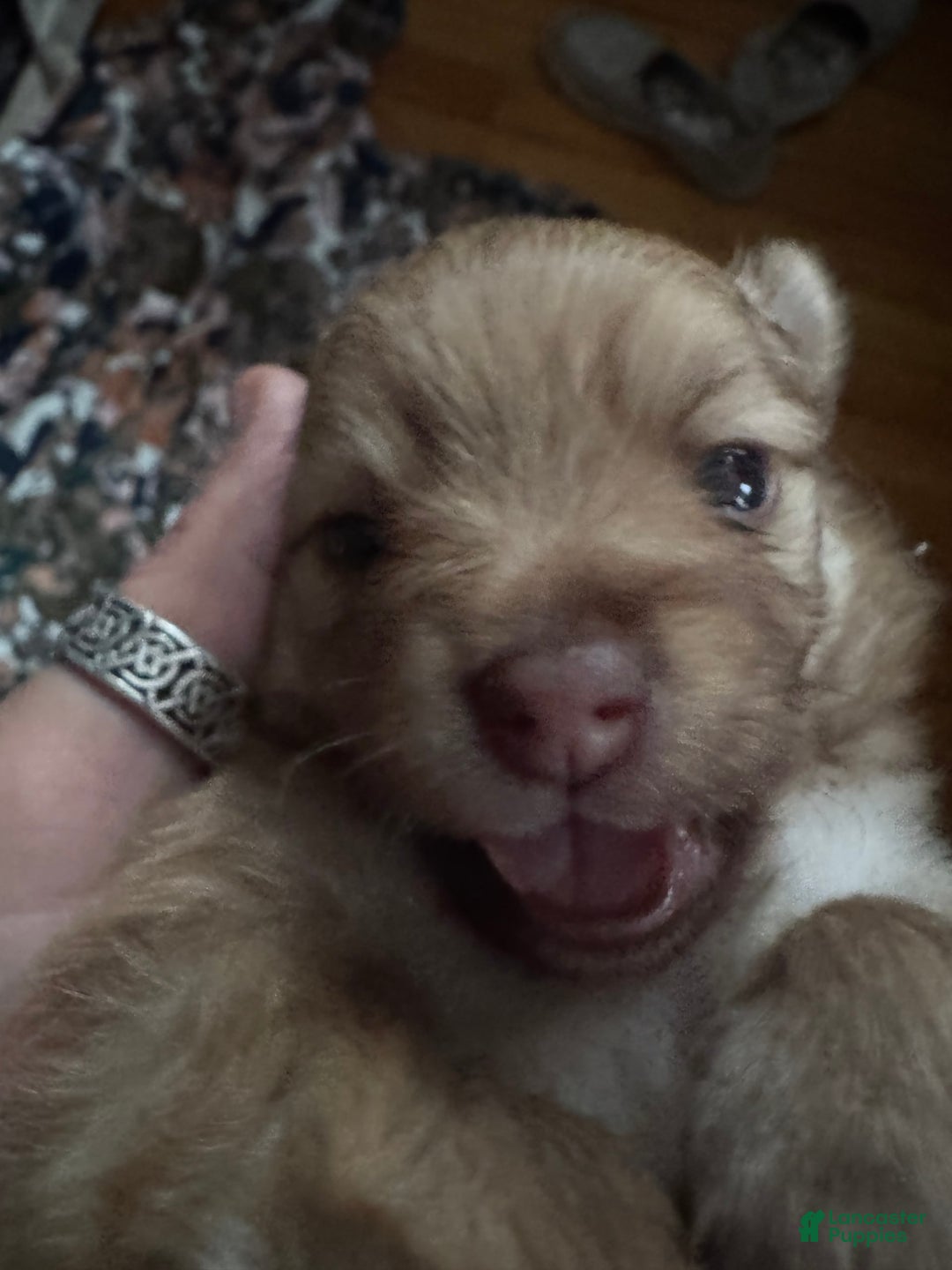 Pomeranian dogs for sale: Jake - Image 1