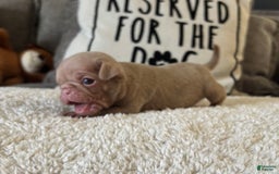 Pug dogs for sale: Champagne Male - Image 7