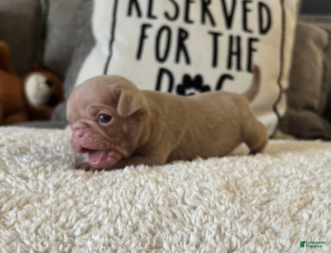 Pug dogs for sale: Champagne Male - Image 7