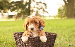 Mini Goldendoodle dogs for sale: Jet - Image 7