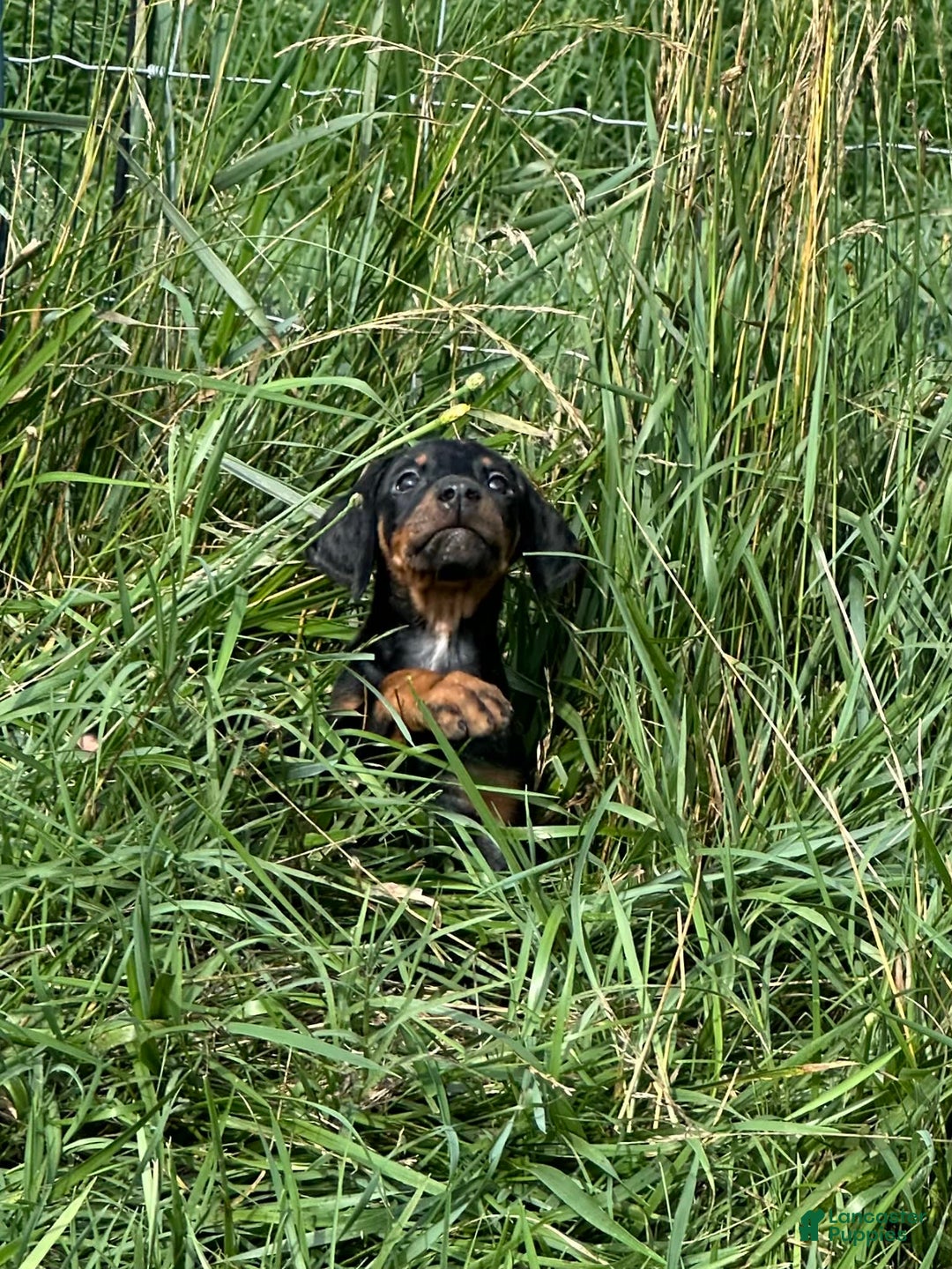 Doberman Pinscher dogs for sale: Linda - Image 6