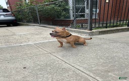 American Bully dogs for sale: Ruby - Image 5
