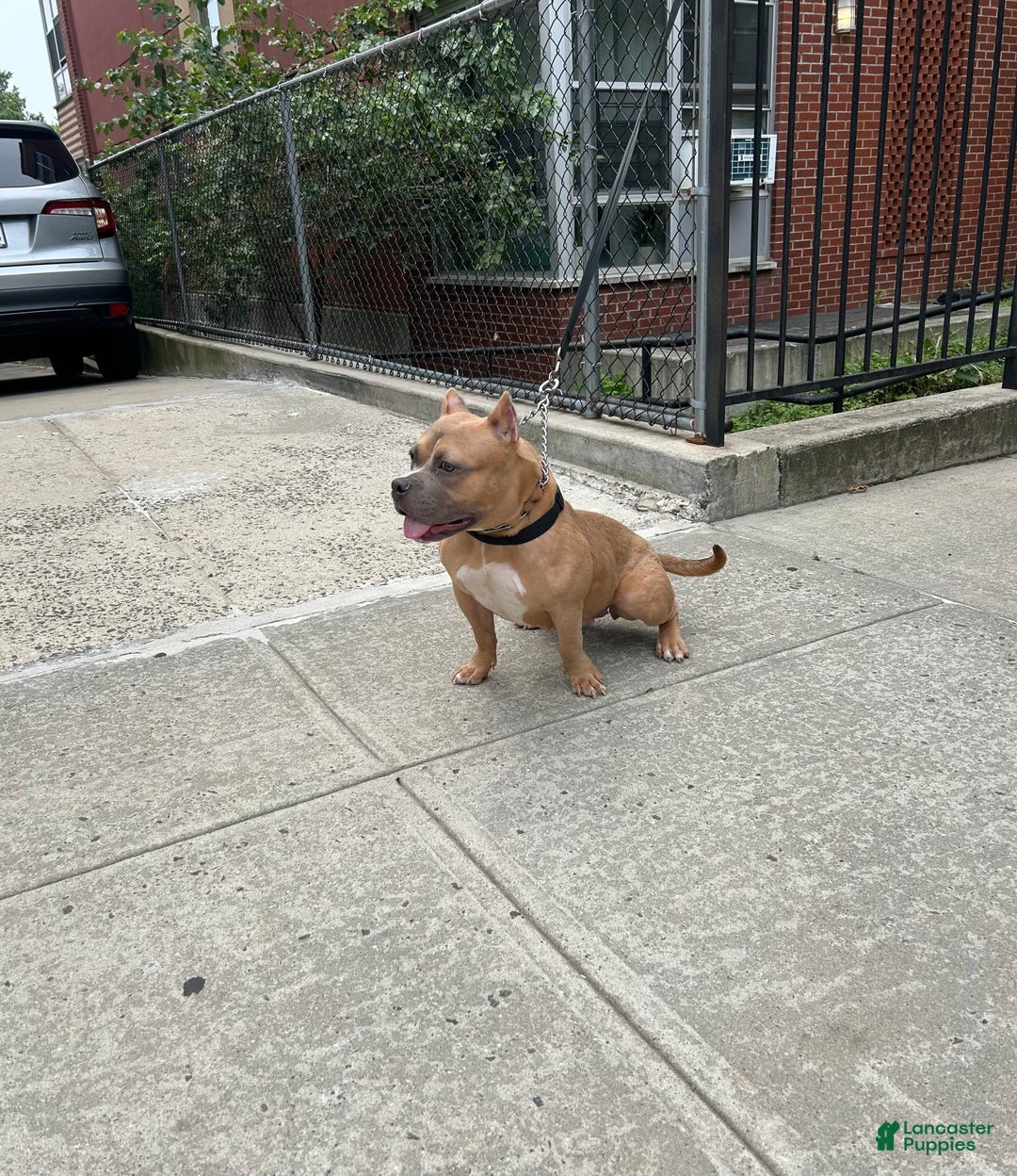 American Bully dogs for sale: Ruby - Image 5