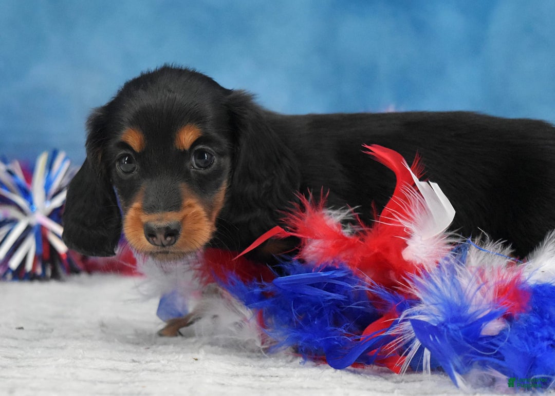 Miniature Dachshund dogs for sale: Black and tan Russian - Image 4