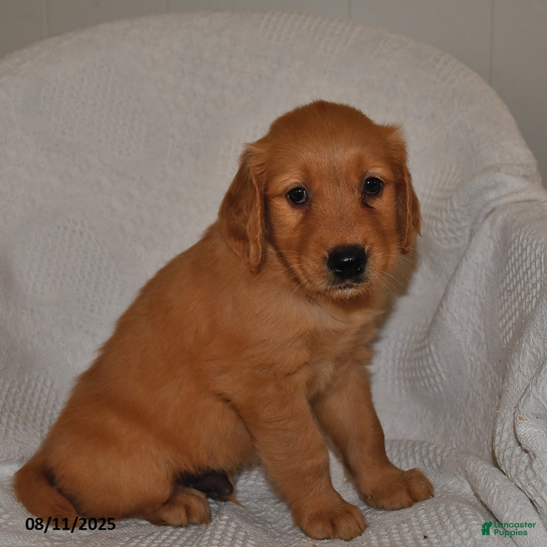 Golden Retriever dogs for sale: Bentley - Image 3