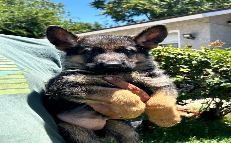 German Shepherd dogs for sale - Ad 3