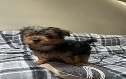 Yorkshire Terrier dogs for sale: Milo - Image 2