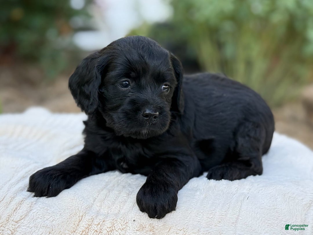 Cavapoo dogs for sale: Liam - Image 9