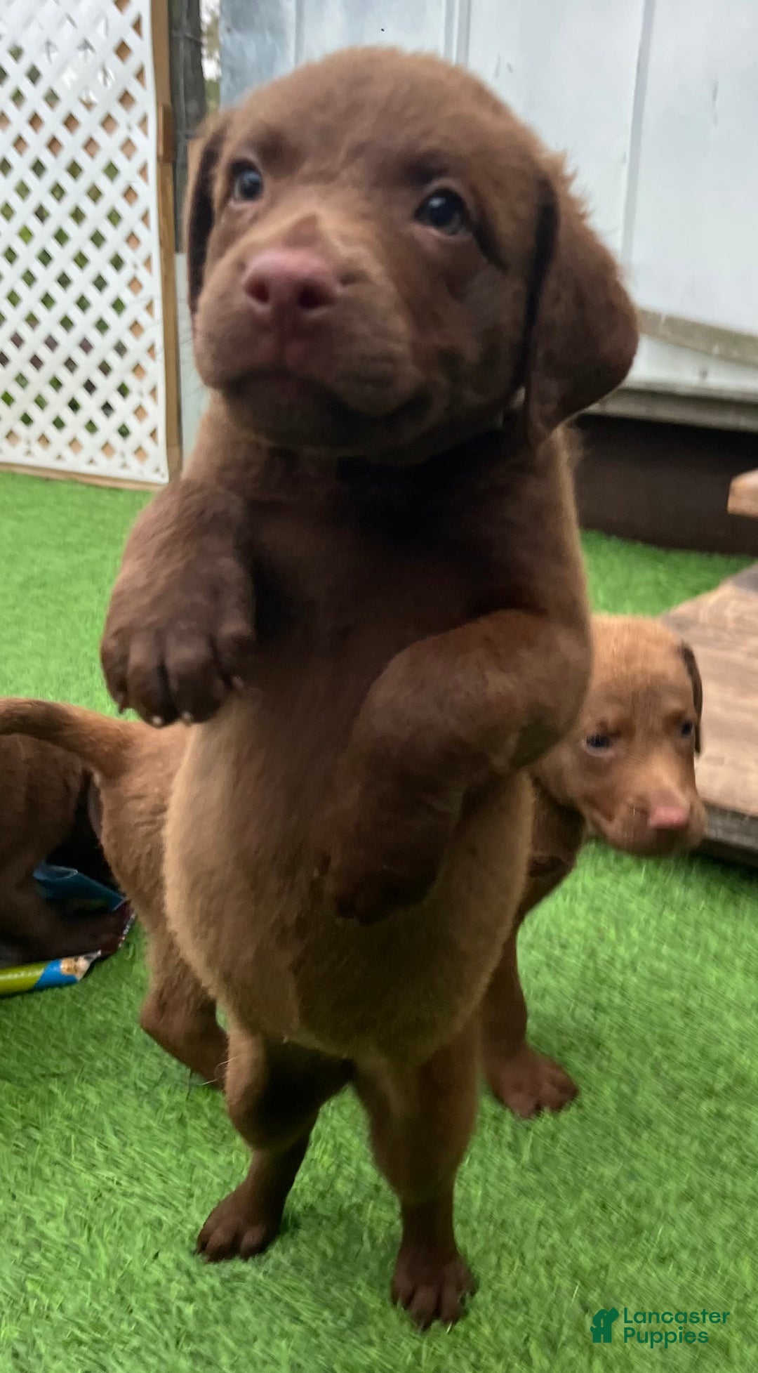Chesapeake Bay Retriever dogs for sale: Female Yellow Collar - Image 5