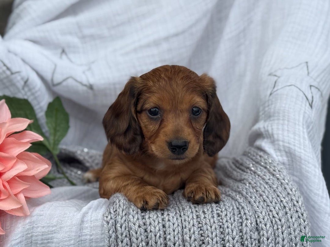 Miniature Dachshund dogs for sale: Teddy - Image 9