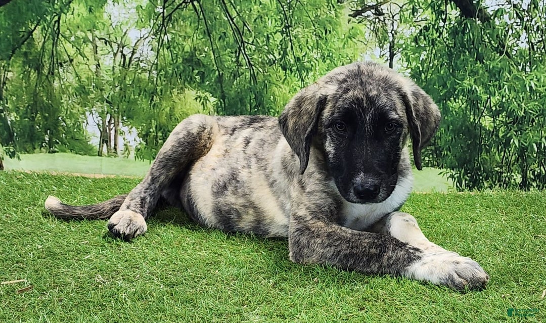 Anatolian Shepherd dogs for sale: Akc Dusty 2025 Male 3 - Image 3