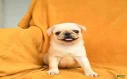 Pug dogs for sale: Pug 6 puppies - Image 9