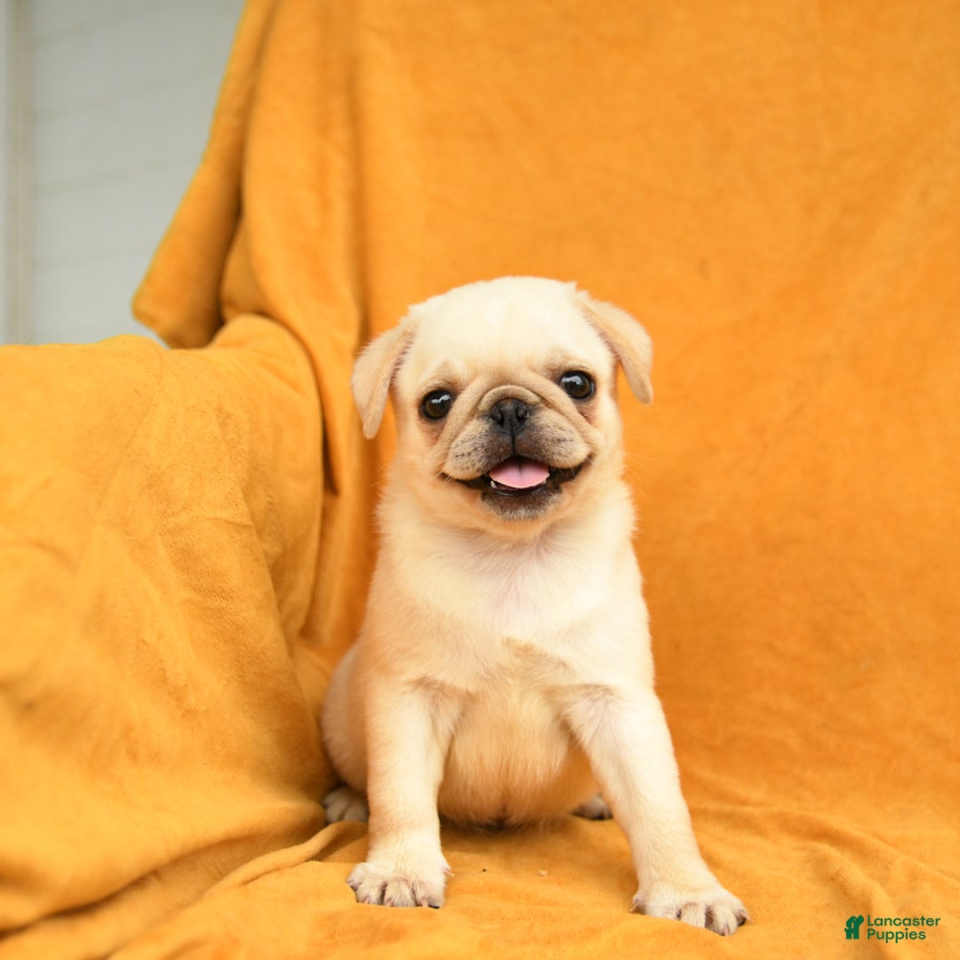 Pug dogs for sale: Pug 6 puppies - Image 9