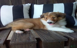 Collie dogs for sale: Bridget - Image 12