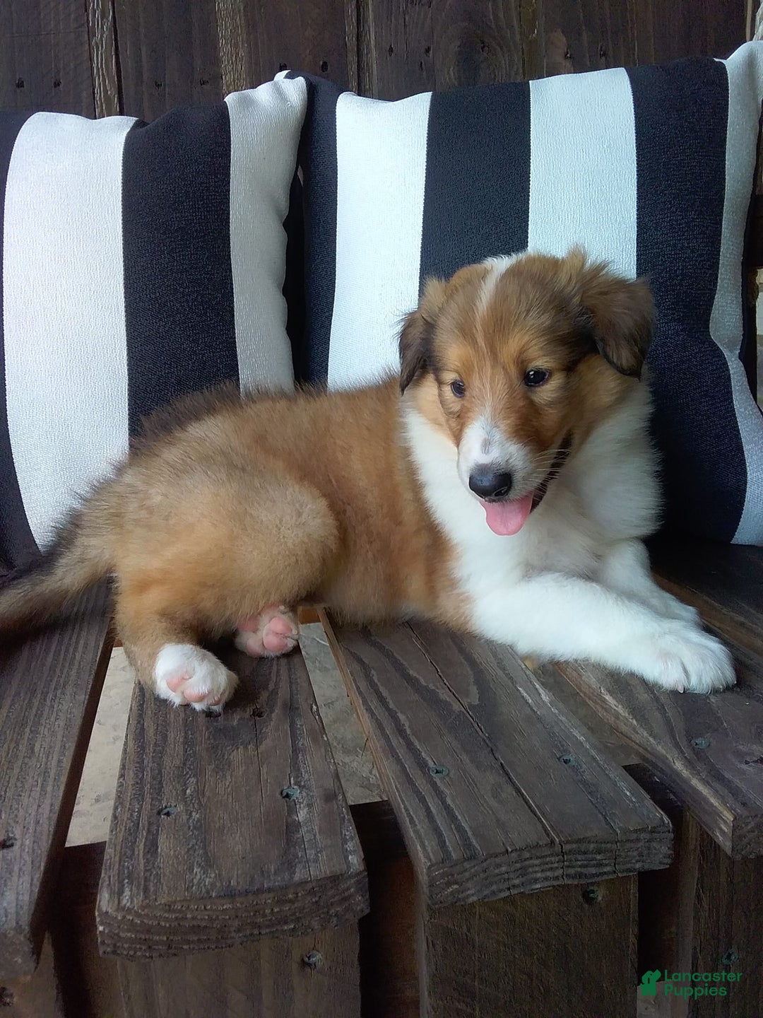 Collie dogs for sale: Bridget - Image 12