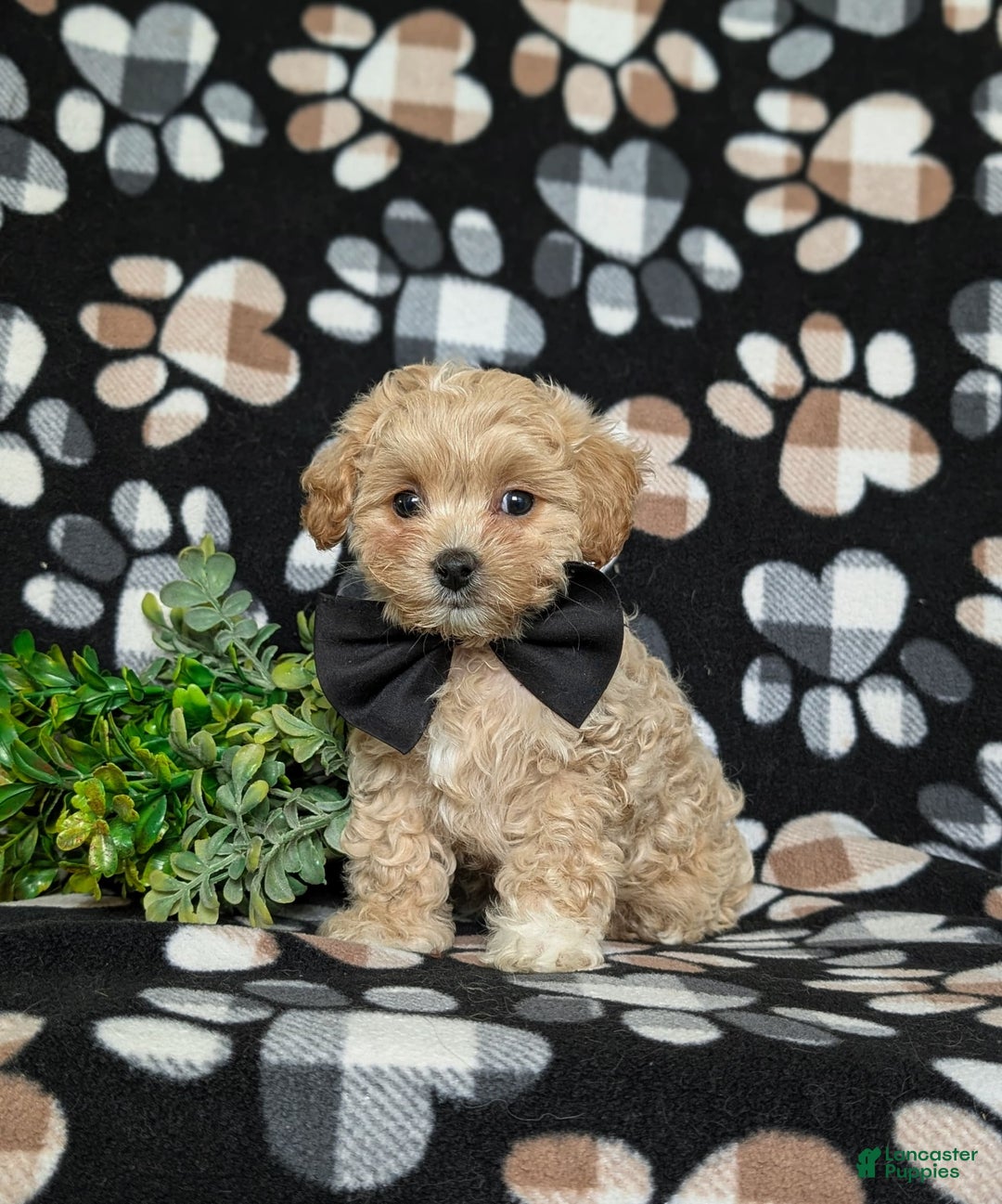 Maltipoo dogs for sale: Eli Toy Size - Image 1