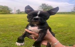 Frenchton dogs for sale: Sadie - Image 1
