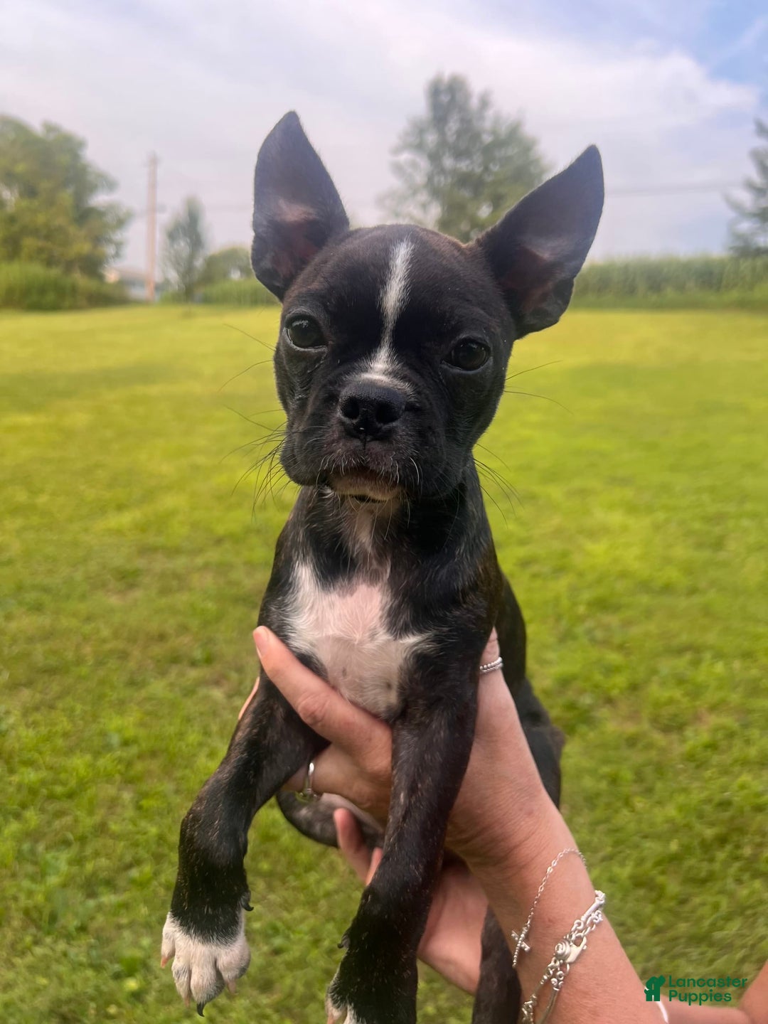 Frenchton dogs for sale: Sadie - Image 1