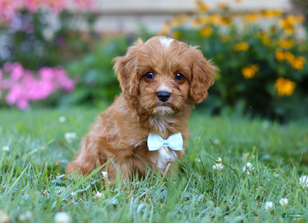 Cavapoo dogs for sale: Cavapoo 4 puppies - Image 5