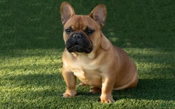 French Bulldog dogs for sale: Autumn - Image 6