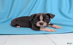Frenchton dogs for sale: Lincoln - Image 2