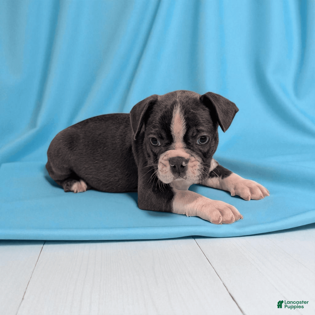 Frenchton dogs for sale: Lincoln - Image 2