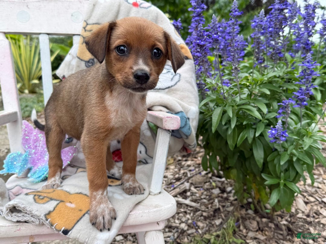 Australian Cattle Dog dogs for sale: Minnie - Image 5
