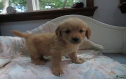 Golden Retriever dogs for sale: Truffle - Image 5
