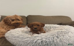 Goldendoodle dogs for sale: Lanie - Image 6