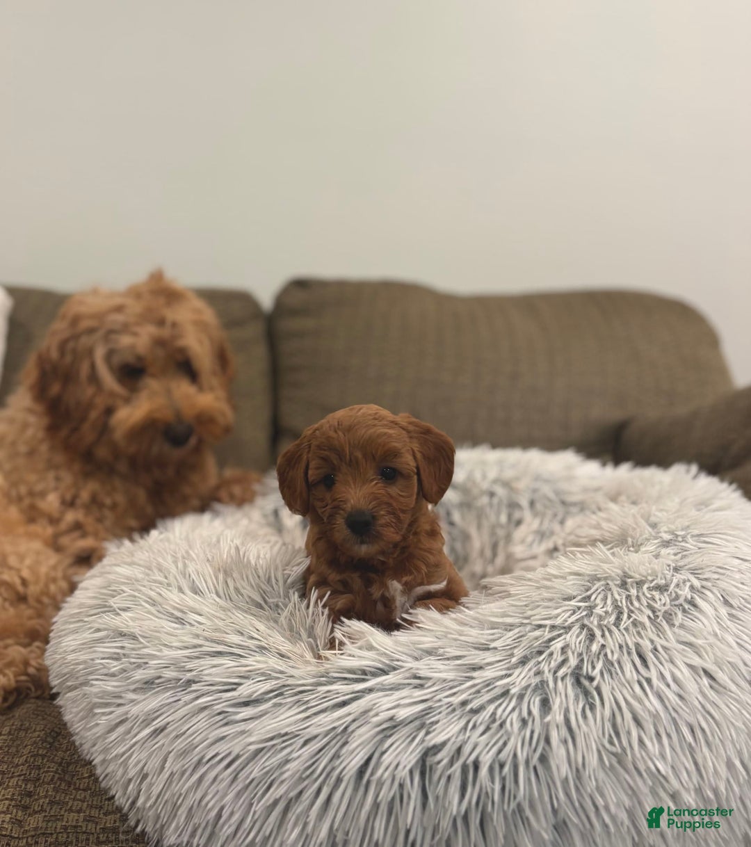 Goldendoodle dogs for sale: Lanie - Image 6