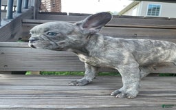 French Bulldog dogs for sale: Jersey - Image 3