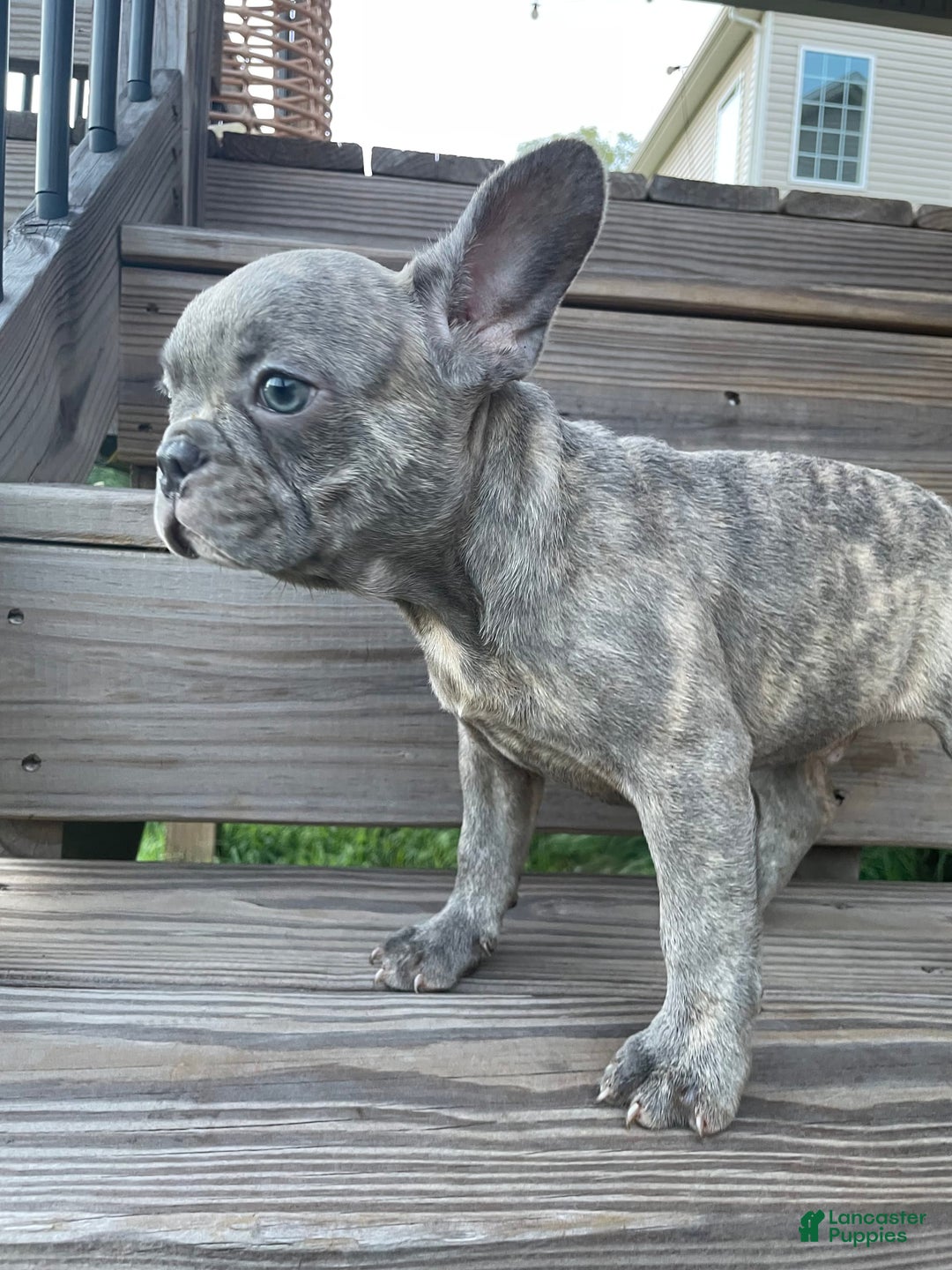 French Bulldog dogs for sale: Jersey - Image 3