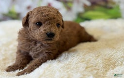 Mini Goldendoodle dogs for sale: Emma - Image 3