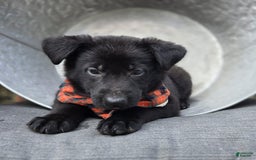 German Shepherd dogs for sale: Rowdy - Image 2