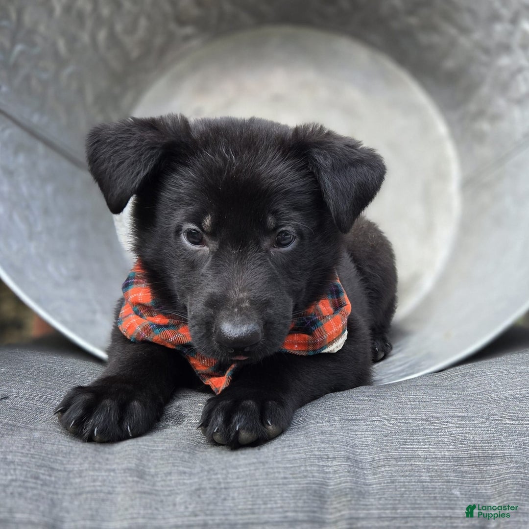 German Shepherd dogs for sale: Rowdy - Image 2