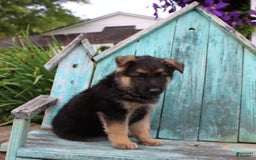German Shepherd dogs for sale: Bear - Image 4