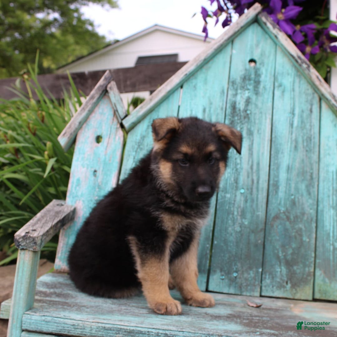 German Shepherd dogs for sale: Bear - Image 4