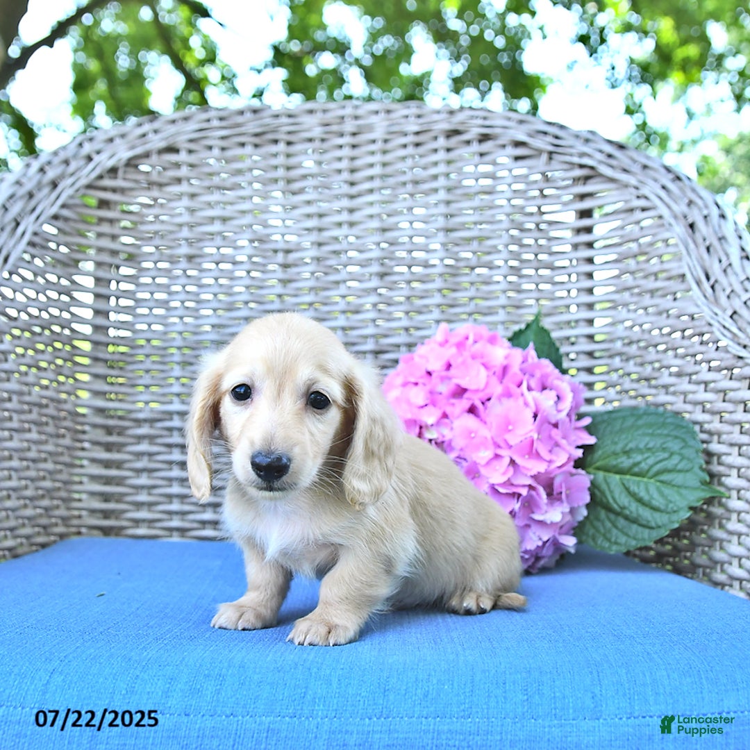 Miniature Dachshund dogs for sale: Theodore - Image 1