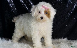 Toy Poodle dogs for sale: Gigi - Image 3