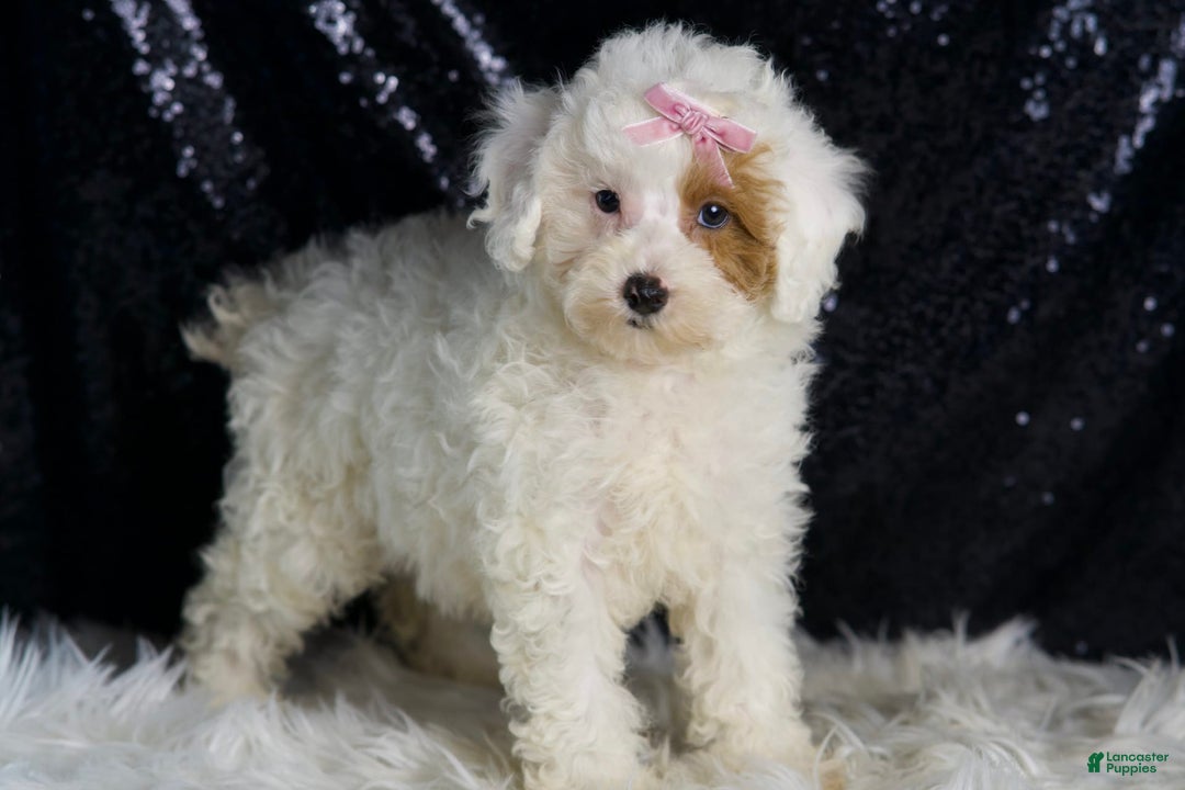 Toy Poodle dogs for sale: Gigi - Image 3