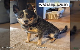Catahoula Leopard Dog dogs for sale: Dallas - Image 8