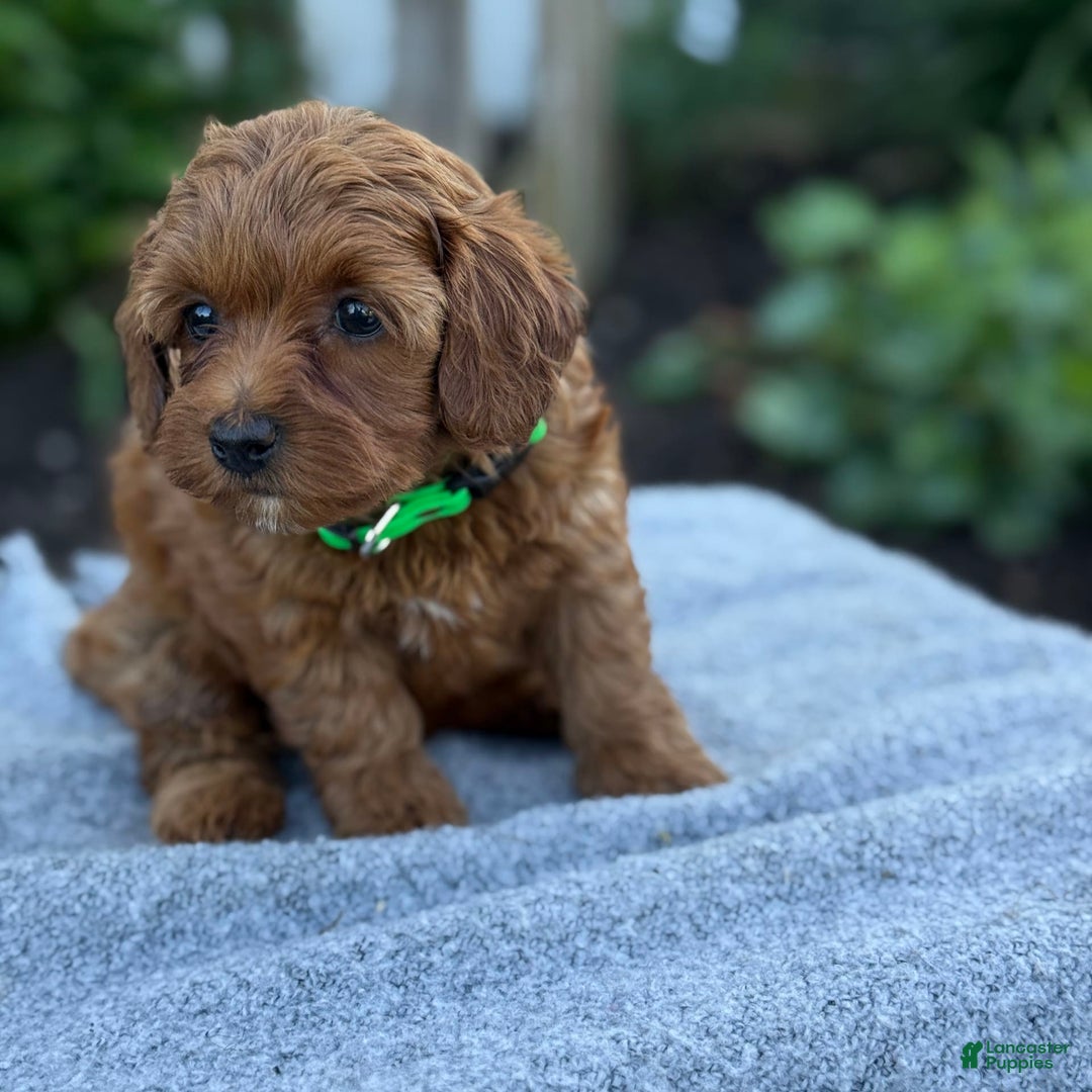 Toy Poodle dogs for sale: Jinger - Image 5