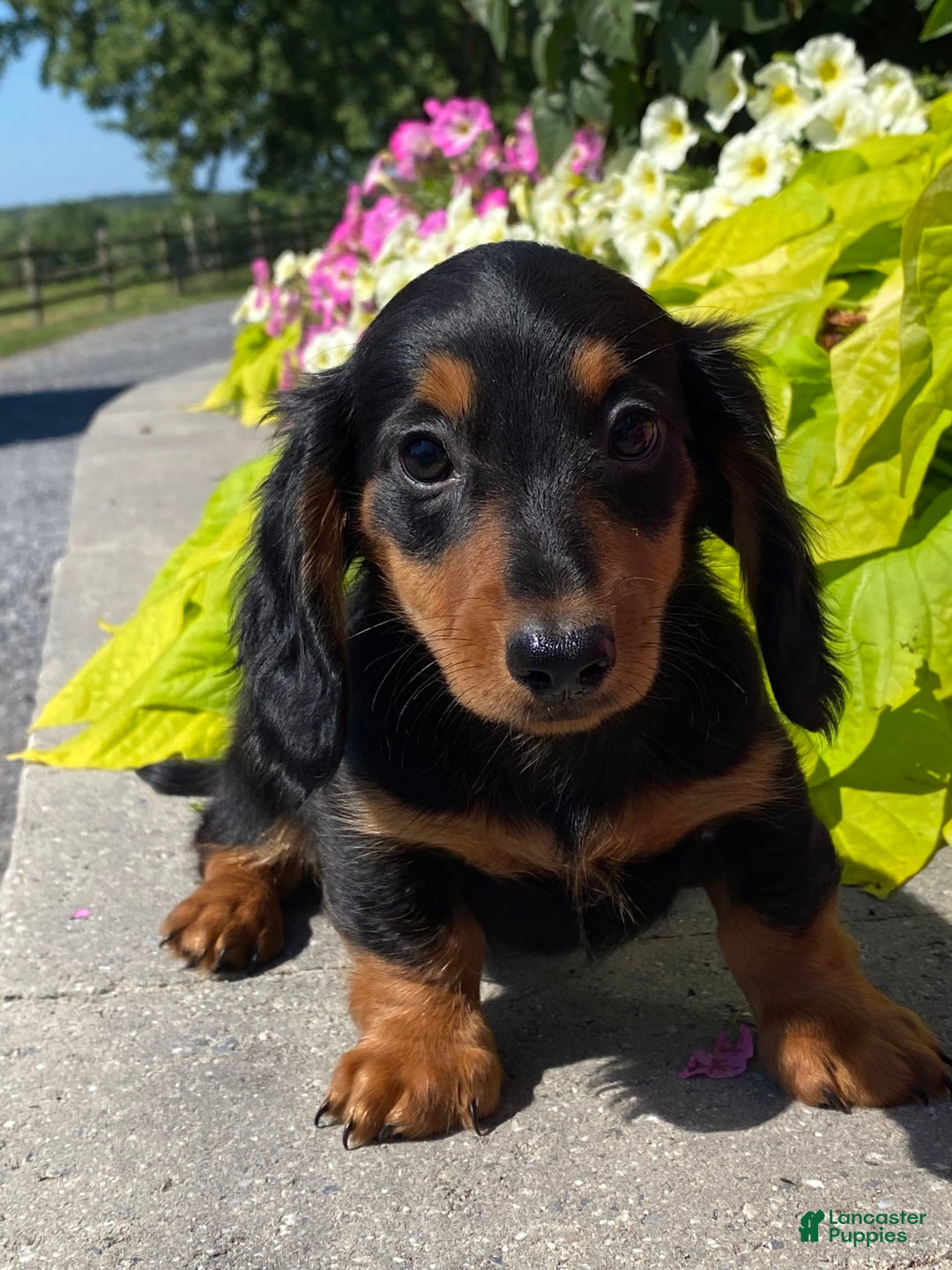Dachshund dogs for sale: Dustin - Image 4