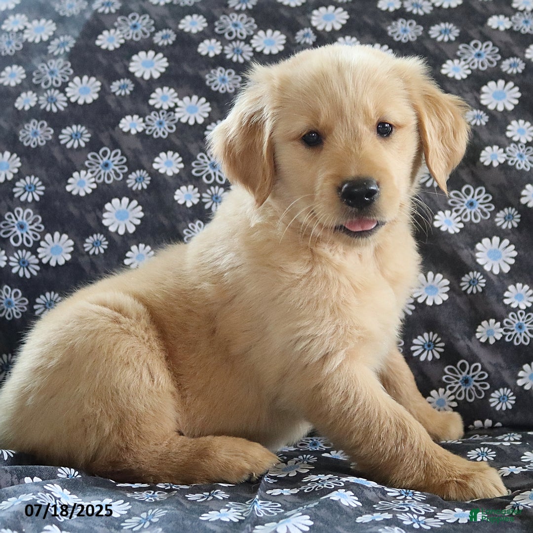 Golden Retriever dogs for sale: River - Image 4