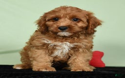 Cavapoo dogs for sale: Irresistable - Image 9