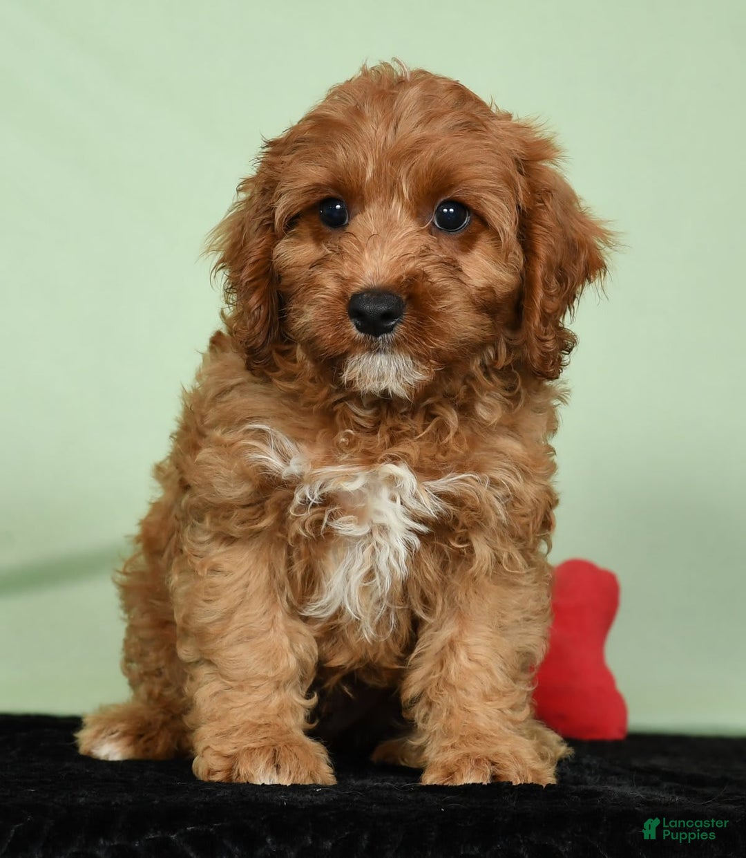 Cavapoo dogs for sale: Irresistable - Image 9